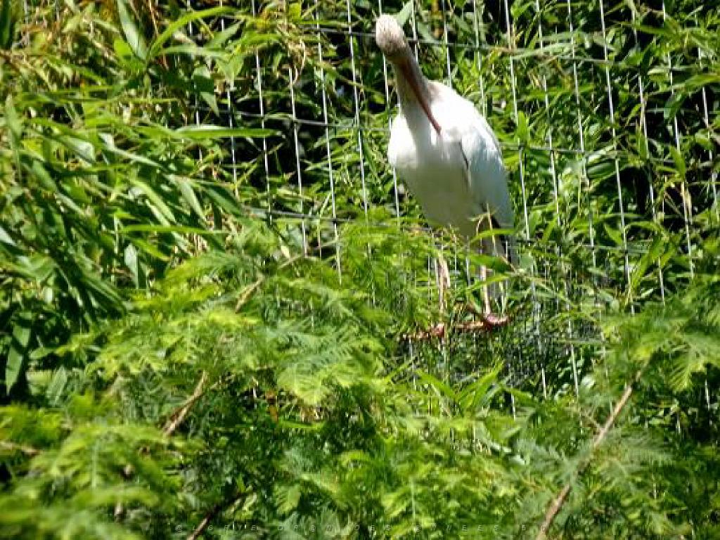 101PARC AUX OISEAUX DANS L AIN 2016 2_000036.jpg